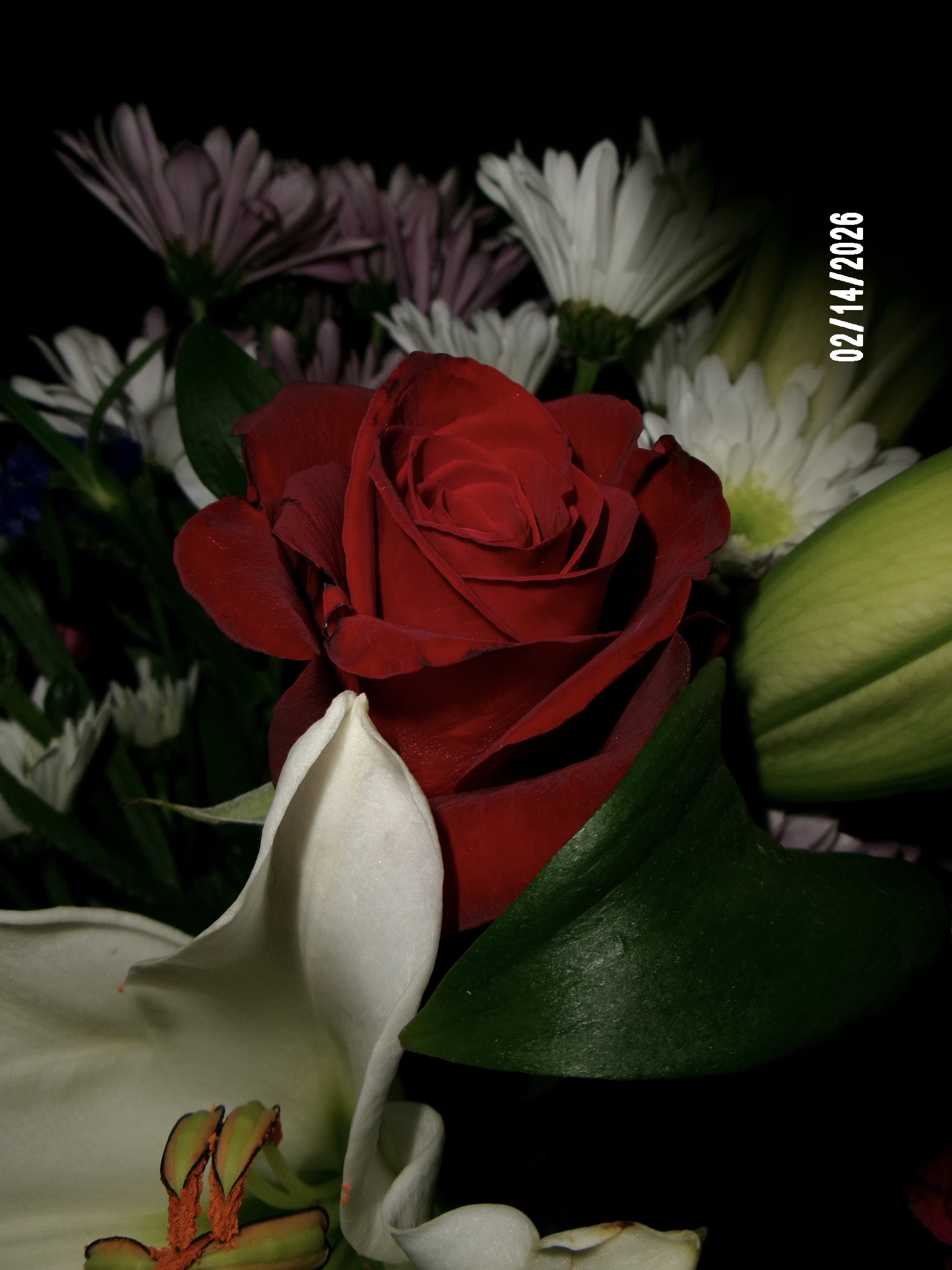 Close-up of a red rose surrounded by white lilies and daisies against a dark background